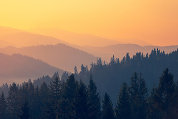 晒小奶猫朋友圈文案搞笑集合四十条